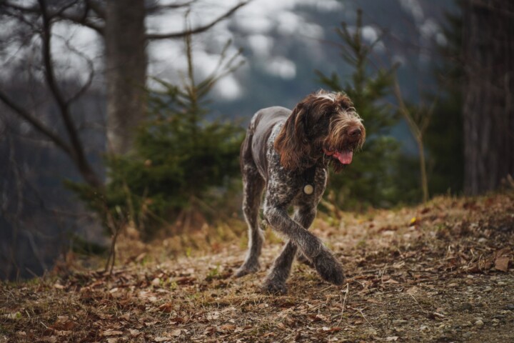 A German Wirehaired Pointer walking on a forest trail in autumn