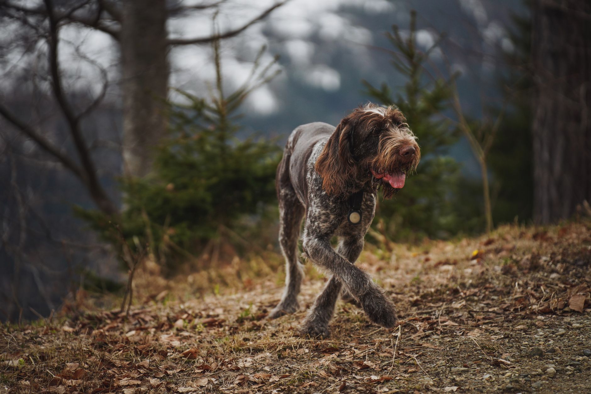 A German Wirehaired Pointer walking on a forest trail in autumn